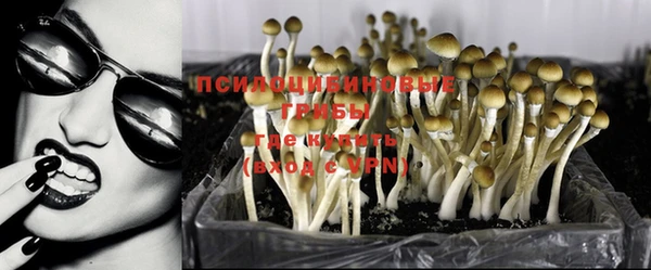 прущие грибы Алзамай